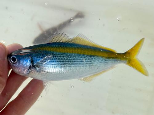 タカベの釣果