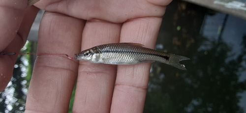 クチボソの釣果