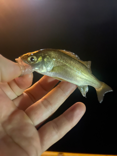 ハクラ（マルスズキ）の釣果