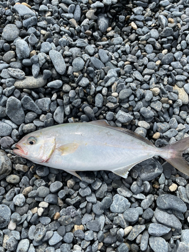 ショッコの釣果