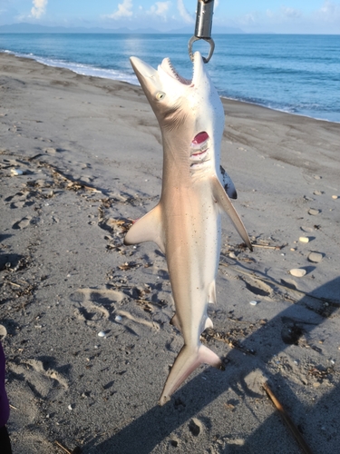 サメの釣果