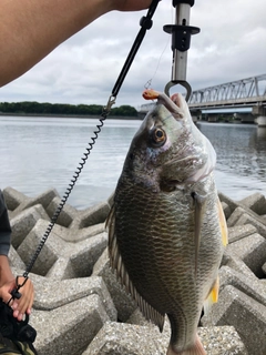 キチヌの釣果