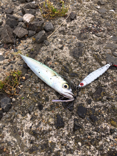 サバの釣果