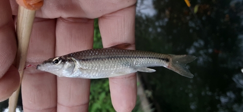 クチボソの釣果