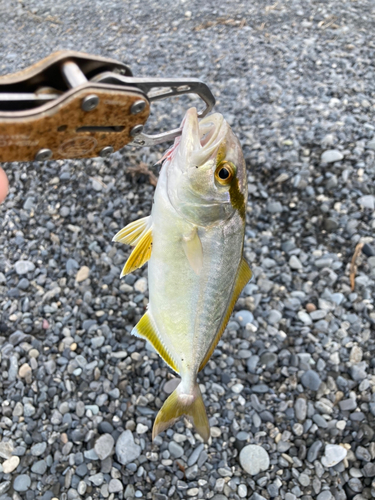 ショゴの釣果