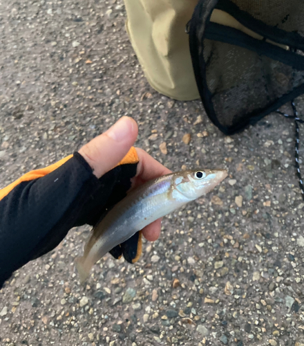 シロギスの釣果