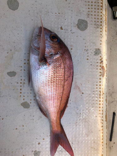 マダイの釣果