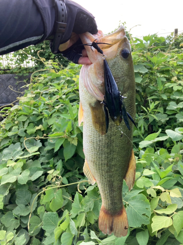 ブラックバスの釣果