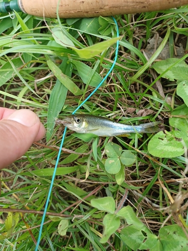 カワムツの釣果