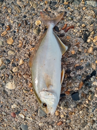 ショゴの釣果