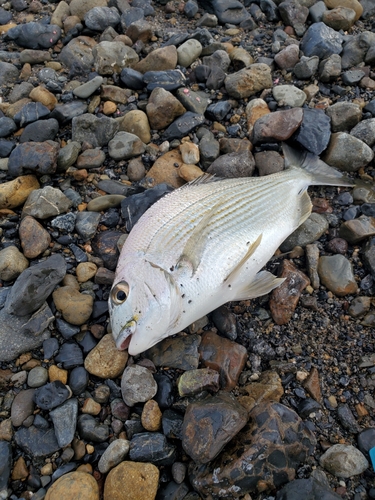 ヘダイの釣果