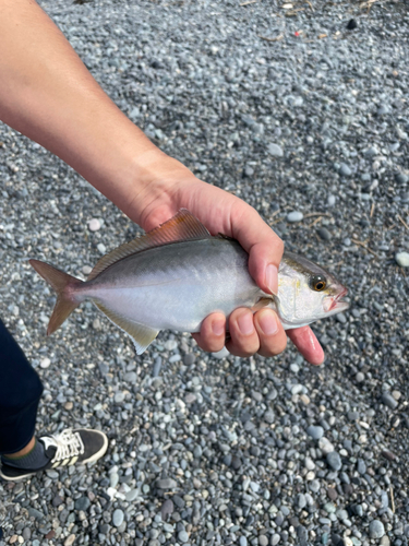 ショゴの釣果