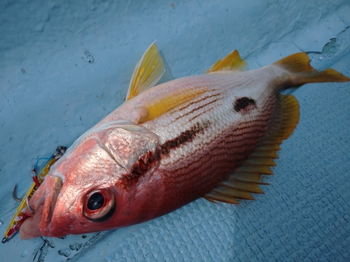 ヨコスジフエダイの釣果