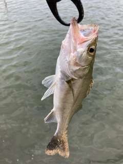 セイゴ（マルスズキ）の釣果