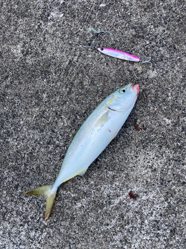 ツバスの釣果