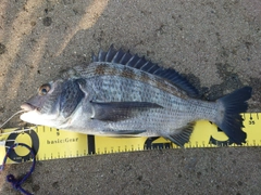 クロダイの釣果