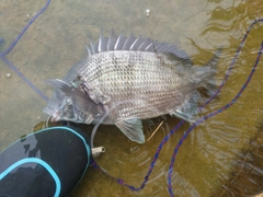 クロダイの釣果