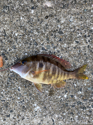 イトフエフキの釣果