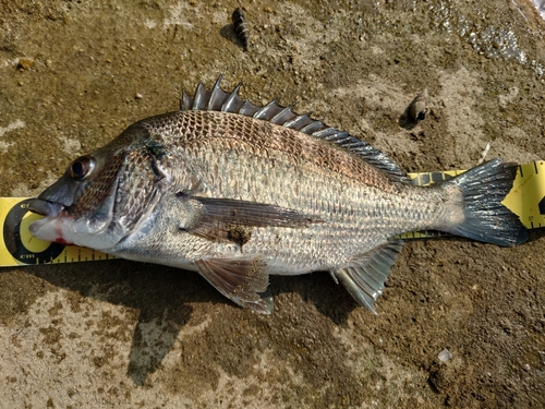 クロダイの釣果