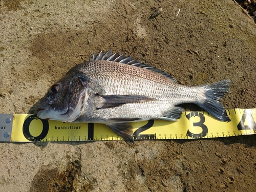 クロダイの釣果