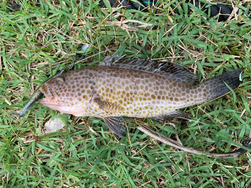 オオモンハタの釣果