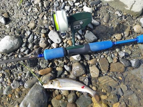 ニゴイの釣果