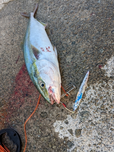 ハマチの釣果