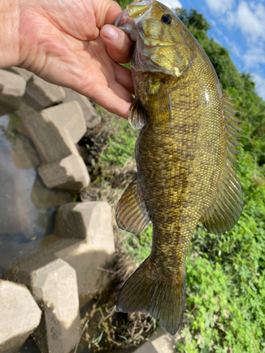 スモールマウスバスの釣果