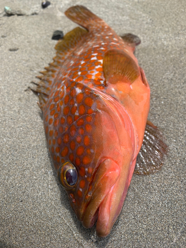 キジハタの釣果