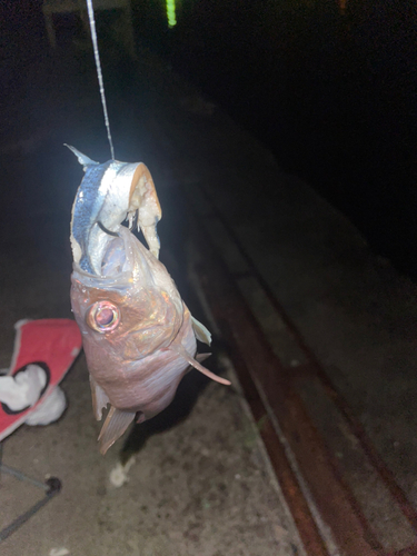 スズメダイの釣果