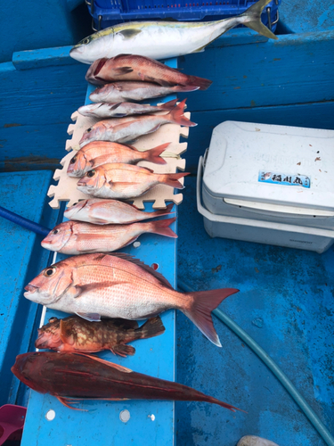 マダイの釣果