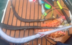 アオヤガラの釣果