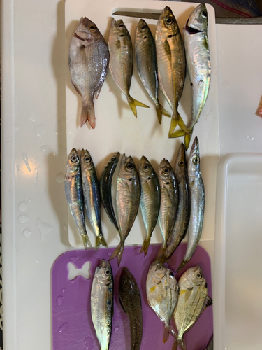 アジの釣果