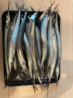 サヨリの釣果