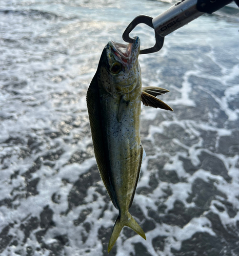 シイラの釣果