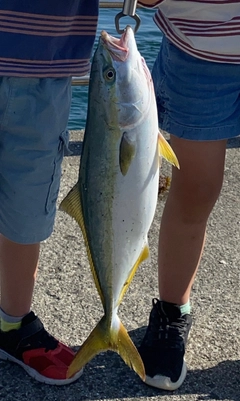 ハマチの釣果