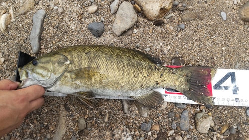 スモールマウスバスの釣果