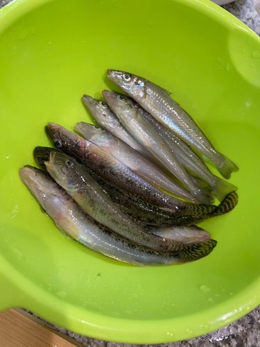 シロギスの釣果