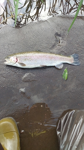 ニジマスの釣果