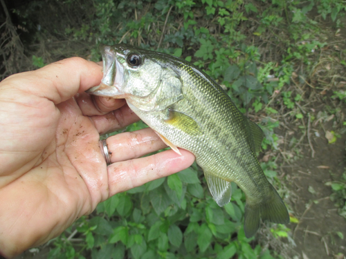 ラージマウスバスの釣果