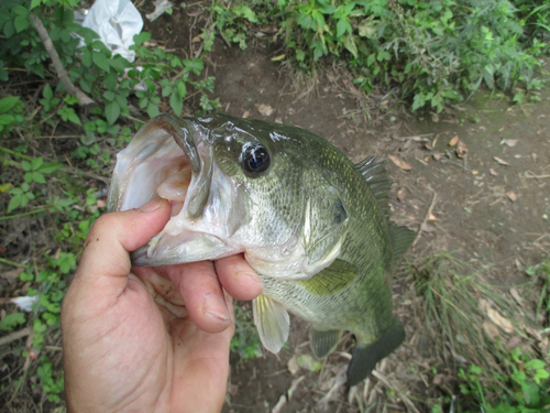 ラージマウスバスの釣果