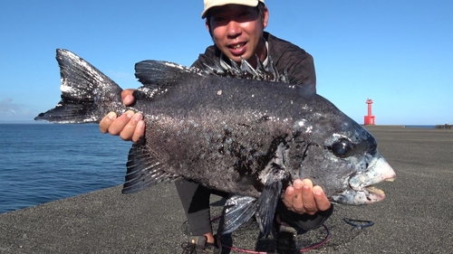 イシガキダイの釣果