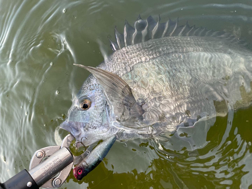 チヌの釣果