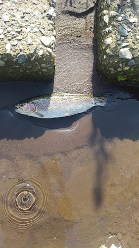 ニジマスの釣果