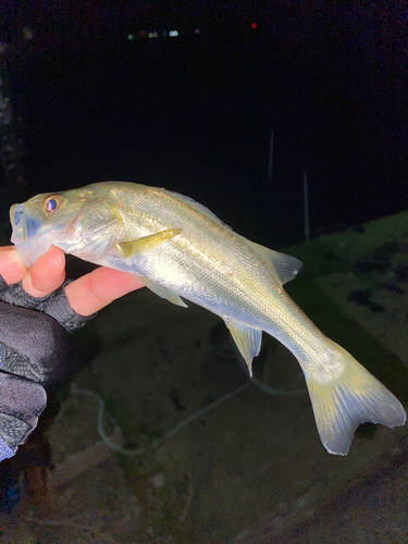 セイゴ（マルスズキ）の釣果