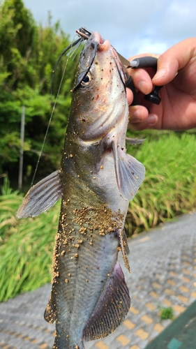 アメリカンキャットフィッシュの釣果