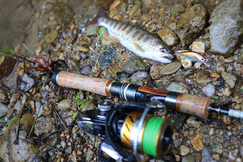 ヤマメの釣果