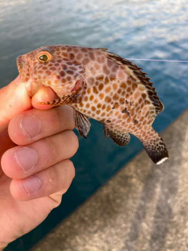 オオモンハタの釣果