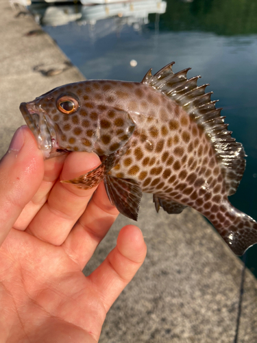 オオモンハタの釣果