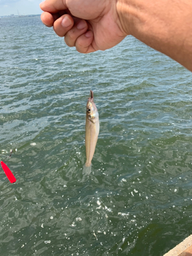 キスの釣果